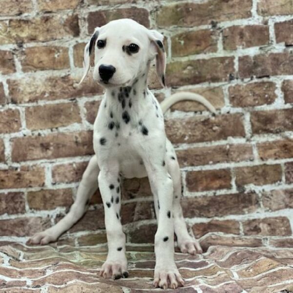 Dalmatian-DOG-Female-Black & White-500-Petland Woodlands, TX