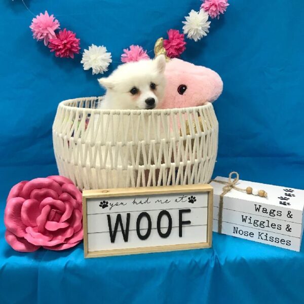 American Eskimo Dog-DOG-Female-White-3361-Petland Woodlands, TX