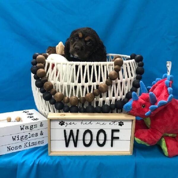 Cocker Spaniel-DOG-Male-Chocolate / Tan-3362-Petland Woodlands, TX