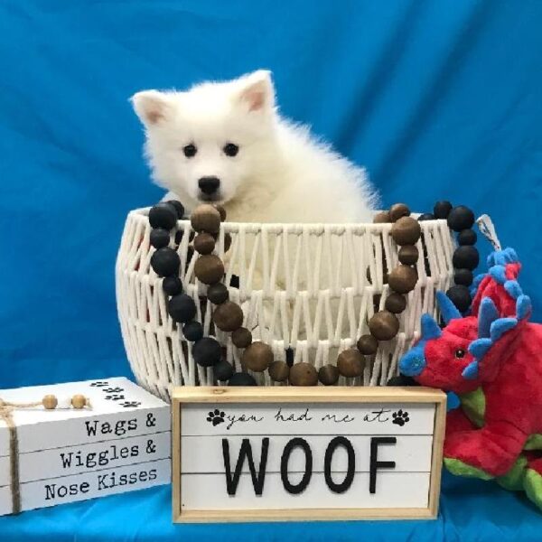 American Eskimo-DOG-Male-White-3370-Petland Woodlands, TX