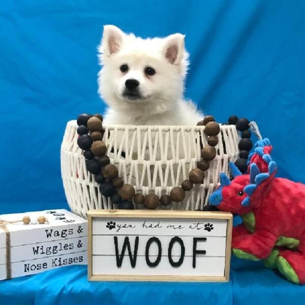 American Eskimo Dog-DOG-Male-White-3360-Petland Woodlands, TX