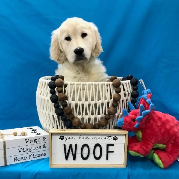 Golden Retriever-DOG-Male-Golden-3372-Petland Woodlands, TX