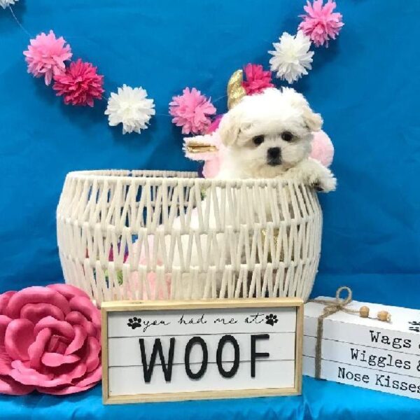 Bichon/Shih Tzu-DOG-Female-White-3371-Petland Woodlands, TX