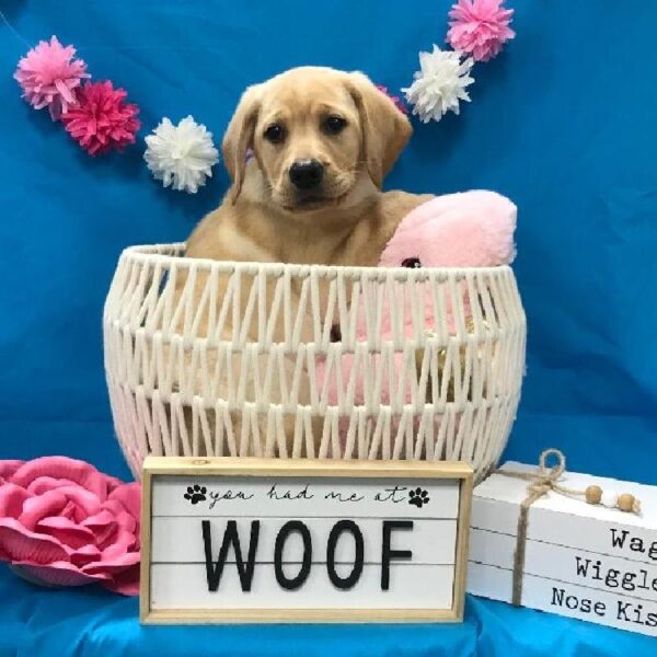 Labrador Retriever-DOG-Female-Yellow-3358-Petland Woodlands, TX