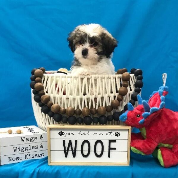 Teddy Bear-DOG-Male-White / Gold-3359-Petland Woodlands, TX