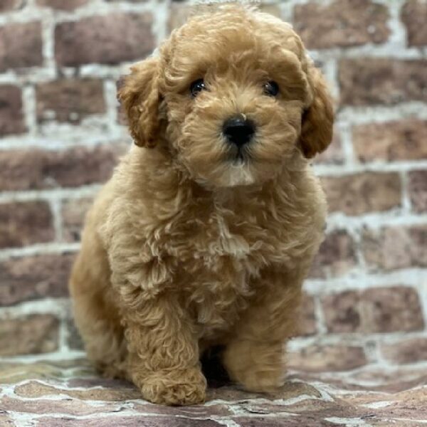 Poodle-DOG-Male-apct-518-Petland Woodlands, TX