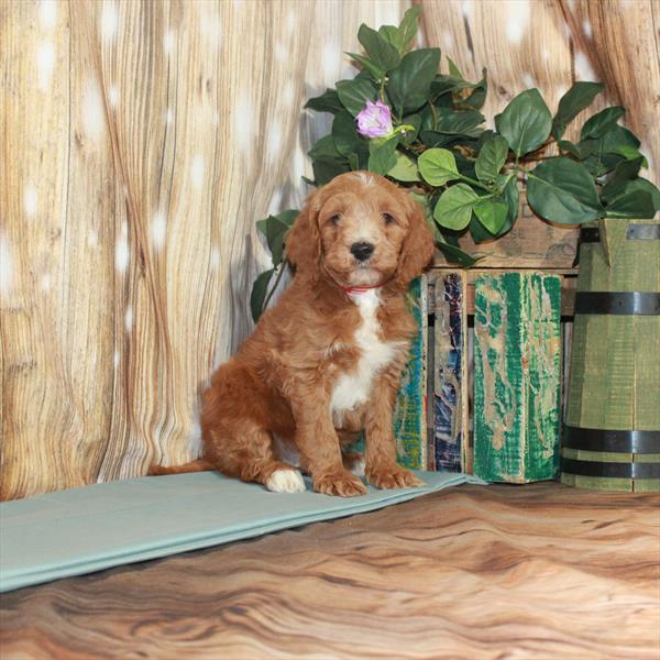 Goldendoodle Mini 2nd Gen-DOG-Male-Red-3388-Petland Woodlands, TX