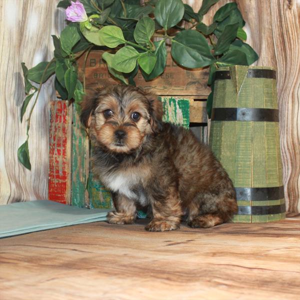 Yorkie-Poo-DOG-Male-Red Gold-3390-Petland Woodlands, TX