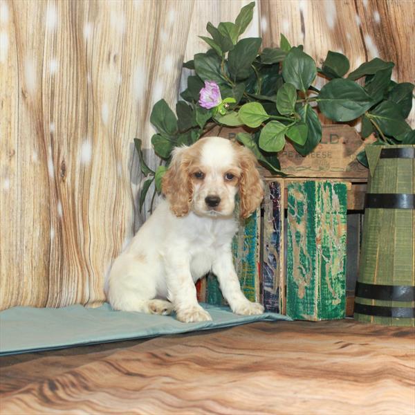 Cocker Spaniel-DOG-Male-White / Buff-3391-Petland Woodlands, TX