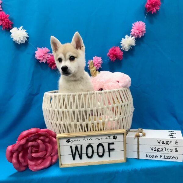 Alaskan Klee Kai-DOG-Female-Tan / White-3430-Petland Woodlands, TX