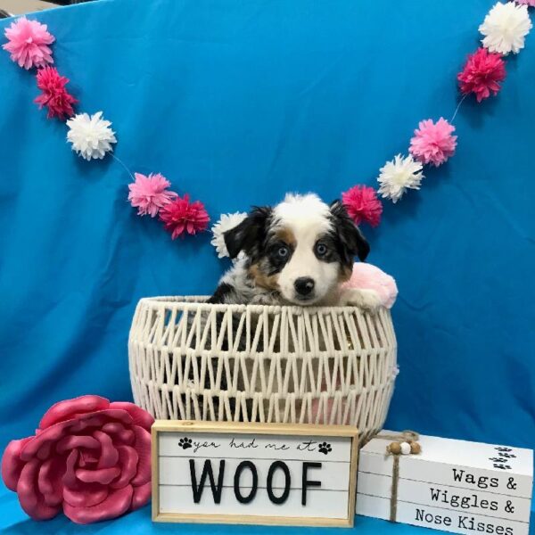 Australian Shepherd-DOG-Female-Blue Merle White / Tan-3384-Petland Woodlands, TX