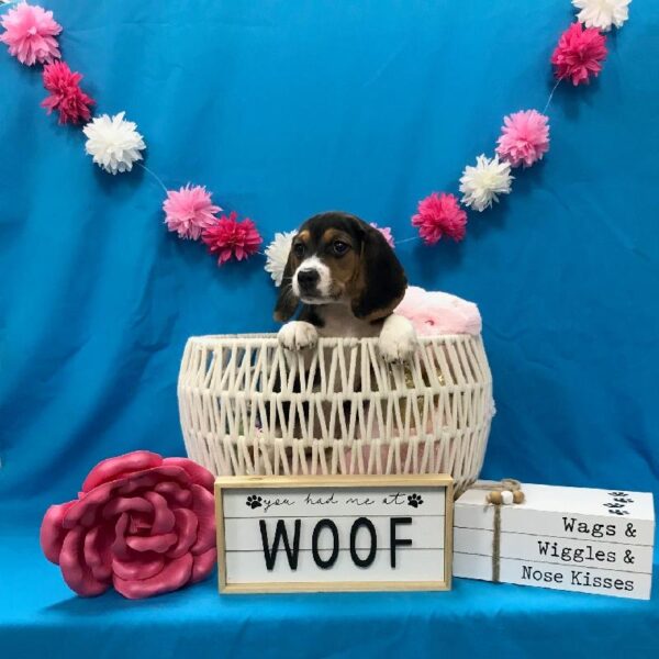Beagle-DOG-Female-Black / Tan-3383-Petland Woodlands, TX
