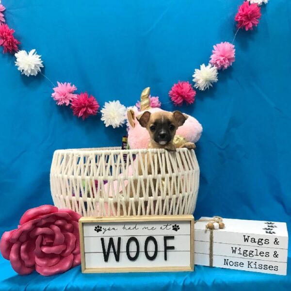 Chihuahua-DOG-Female-Fawn-3385-Petland Woodlands, TX