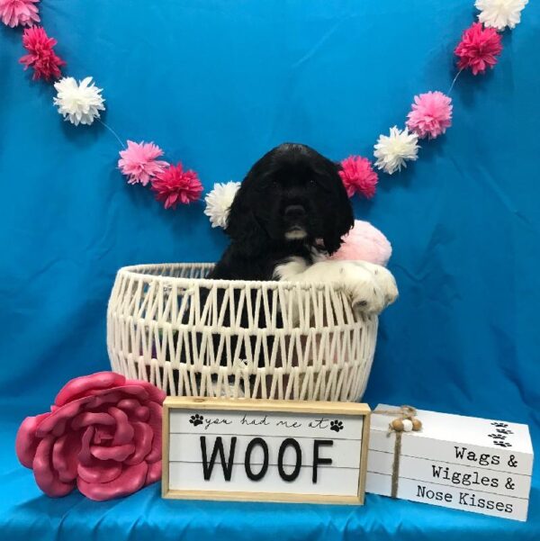 Cocker Spaniel-DOG-Female-Black / White-3387-Petland Woodlands, TX