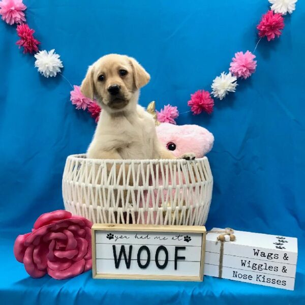 Labrador Retriever-DOG-Female-Yellow-3386-Petland Woodlands, TX