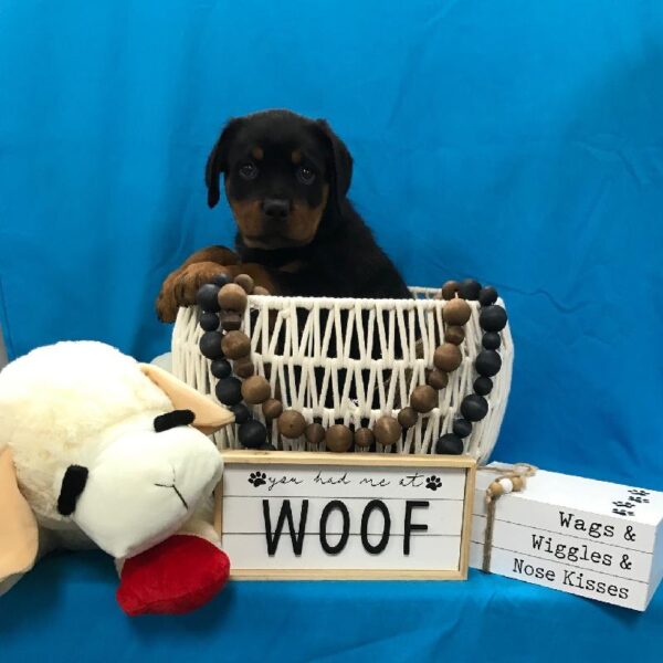 Rottweiler-DOG-Male-Black / Tan-3418-Petland Woodlands, TX