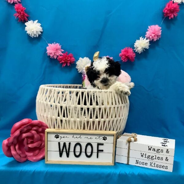 Shizapoo-DOG-Female-White / Black-3415-Petland Woodlands, TX