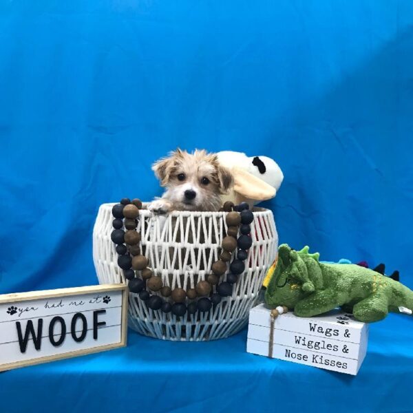 Yochon-DOG-Male-Tan-3422-Petland Woodlands, TX