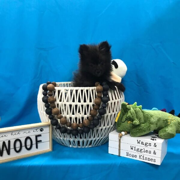 Pomeranian-DOG-Male-Red Sable-3389-Petland Woodlands, TX