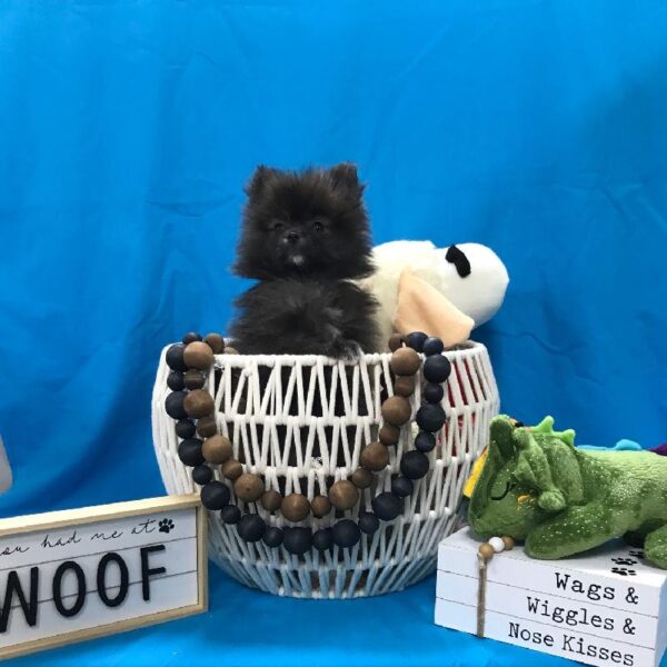 Pomeranian-DOG-Male-Red Sable-3394-Petland Woodlands, TX