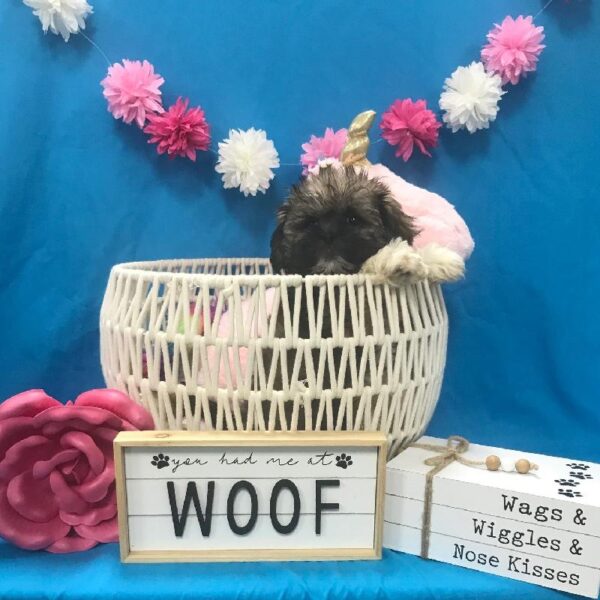 Lhasa Apso-DOG-Female-Golden/White-3438-Petland Woodlands, TX