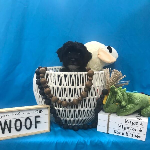 Havanese/ Poodle-DOG-Male-Black-3437-Petland Woodlands, TX