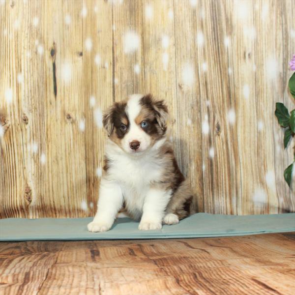 Australian Shepherd-DOG-Male-Chocolate Merle-3470-Petland Woodlands, TX
