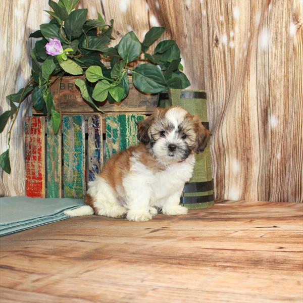 Teddy Bear-DOG-Male-White / Gold-3472-Petland Woodlands, TX