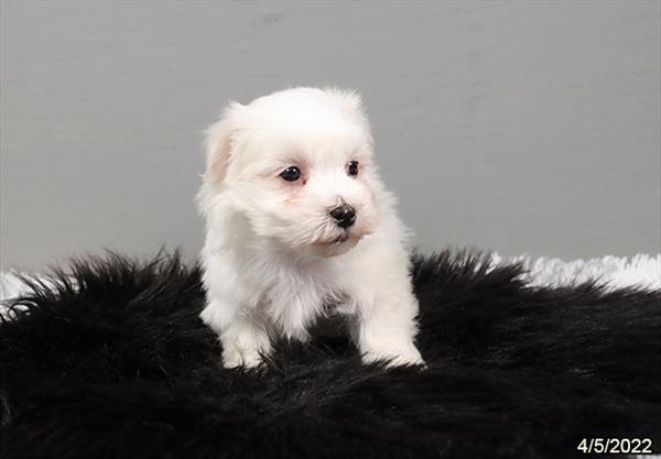 Maltese-DOG-Male-White-3478-Petland Woodlands, TX