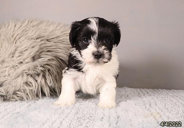 Havanese-DOG-Female-Black-3479-Petland Woodlands, TX