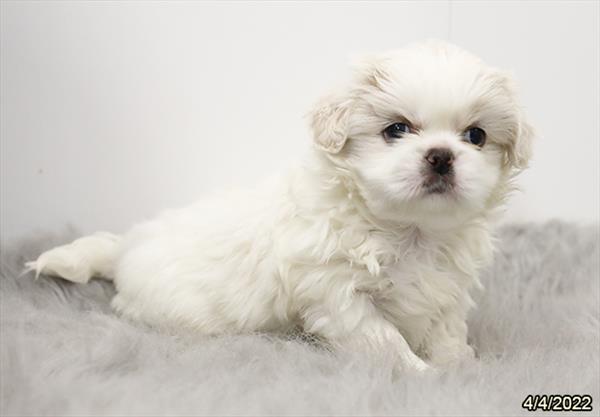 Pekingese-DOG-Male-White-3480-Petland Woodlands, TX