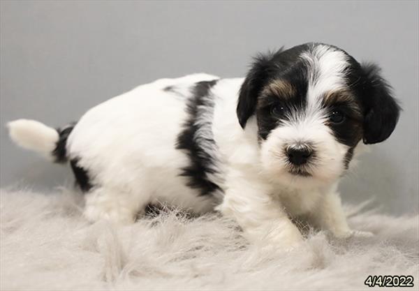 Coton De Tulear-DOG-Male-Black / White-3481-Petland Woodlands, TX