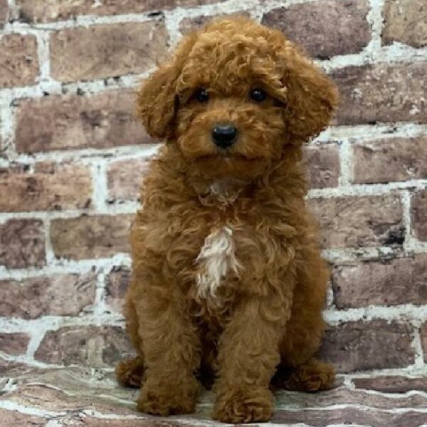 Mini Goldendoodle-DOG-Male-Golden-526-Petland Woodlands, TX