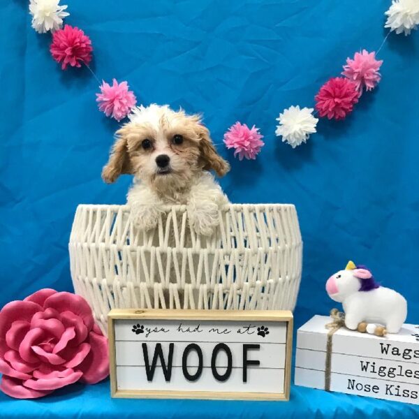 Cavachon-DOG-Female-Brown / White-3482-Petland Woodlands, TX