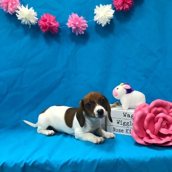 Dachshund-DOG-Female-Red-3473-Petland Woodlands, TX