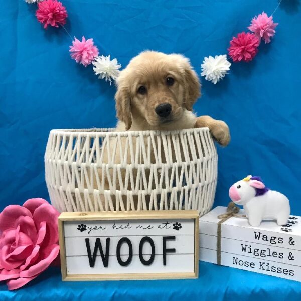 Golden Retriever-DOG-Female-Golden-3476-Petland Woodlands, TX