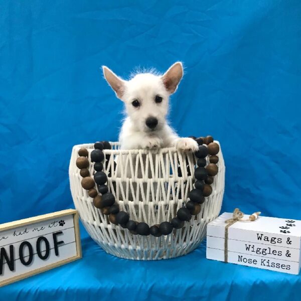 West Highland White Terrier-DOG-Male-White-3475-Petland Woodlands, TX