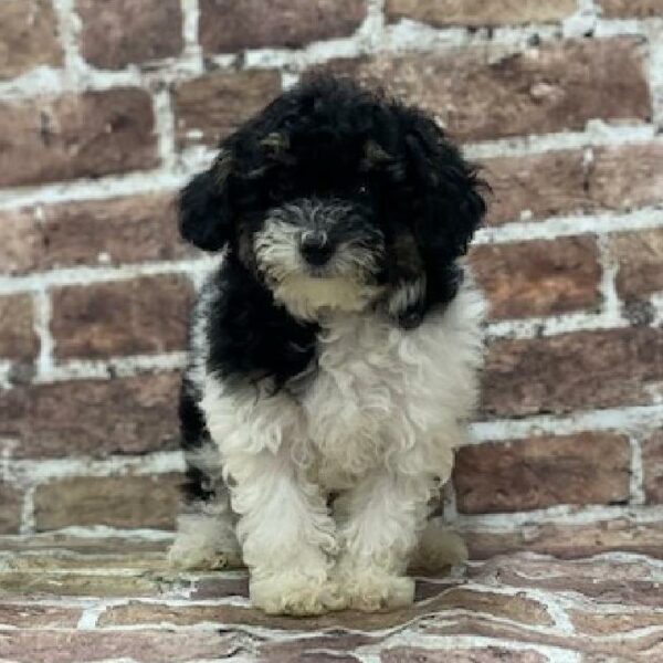 Poodle-DOG-Female-Black & White-522-Petland Woodlands, TX