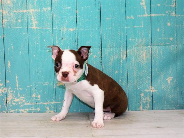 Boston Terrier-DOG-Female-Seal / White-3526-Petland Woodlands, TX