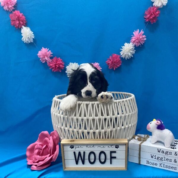 Cocker Spaniel-DOG-Female-Blue Roan / White-3527-Petland Woodlands, TX