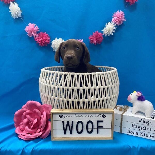 Labrador Retriever-DOG-Female-Chocolate-3531-Petland Woodlands, TX