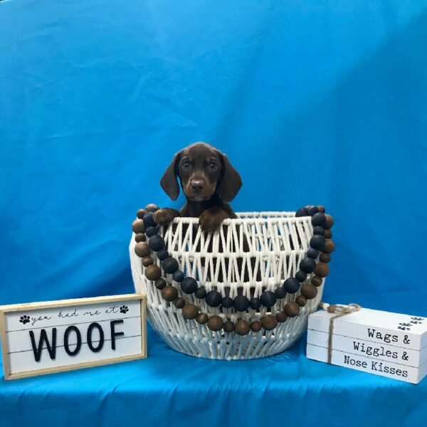 Dachshund-DOG-Male-Chocolate / Tan-3529-Petland Woodlands, TX