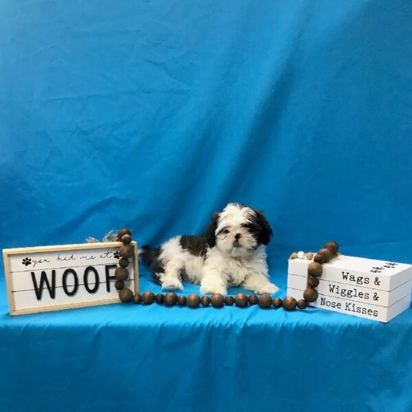 Shih Tzu-DOG-Male-Chocolate / White-3528-Petland Woodlands, TX