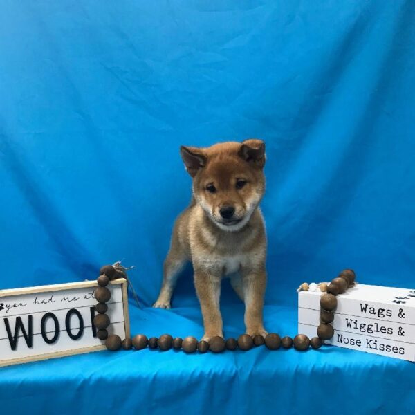Shiba Inu-DOG-Male-Red Sesame-3540-Petland Woodlands, TX