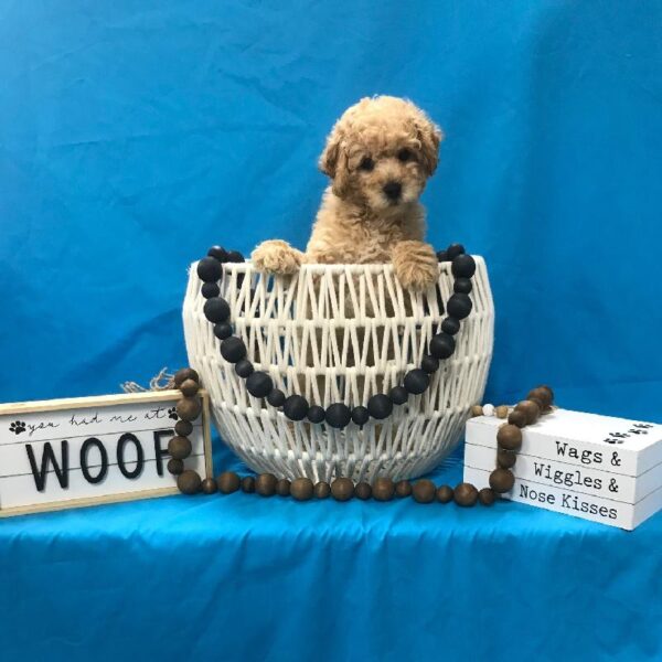 Poodle-DOG-Male-CREAM-3541-Petland Woodlands, TX