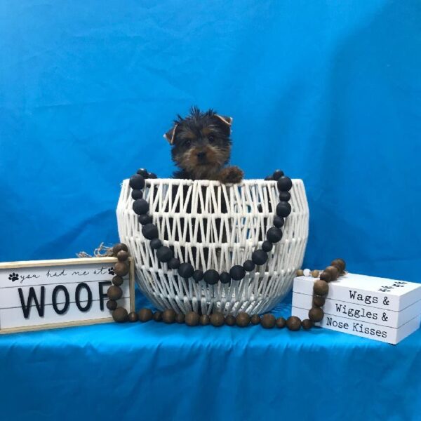 Silky Terrier-DOG-Male-Black & Tan-3542-Petland Woodlands, TX