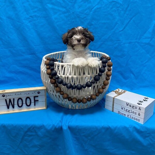 Mini Schnauzer-DOG-Male-Chocolate Party-3534-Petland Woodlands, TX