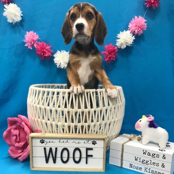 Beagle-DOG-Female-Black Tan / White-3584-Petland Woodlands, TX