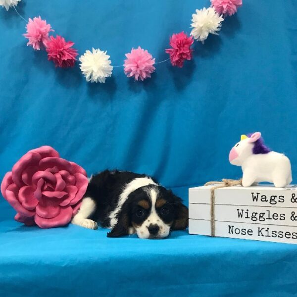 Cavalier King Charles Spaniel-DOG-Female-Black White / Tan-3551-Petland Woodlands, TX