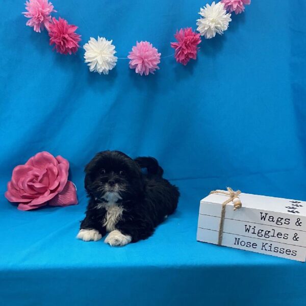 Lhasa Apso-DOG-Female-Black & White-3593-Petland Woodlands, TX